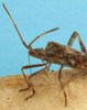 Punaise américaine (Leptoglossus occidentalis), mécanisme du rostre, photo 3