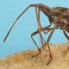 Punaise américaine (Leptoglossus occidentalis (Mécanisme du rostre, photo 4