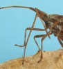 Punaise américaine (Leptoglossus occidentalis ), mécanisme du rostre, photo 5