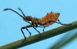Punaise am&eacute;ricaine (Leptoglossus occidentalis), larve stade 1, photo 2