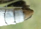 la pyrale du buis (Cydalima perspectalis = Diaphania perspectalis),  abdomen femelle, photo 1.