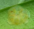 la pyrale du buis (Cydalima perspectalis = Diaphania perspectalis), ponte embryonn&eacute;e, photo 2.