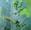 la pyrale du buis (Cydalima perspectalis = Diaphania perspectalis), chenille  2e stade sur feuillage, photo 1.