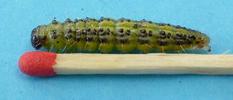 la pyrale du buis (Cydalima perspectalis = Diaphania perspectalis), chenille en pré-nymphose, avec allumette / échelle.