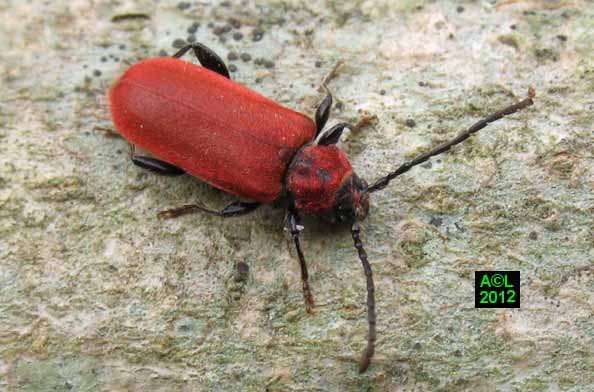 Insecte dans le bois Insecte dans le bois
