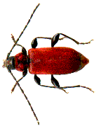 Pyrrhidium sanguineum