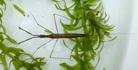 Ranatre (Rana linearis) dans son élément, photo 2.