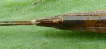 Ranatre (Rana linearis) extrémité abdominale, vue ventrale.