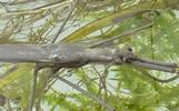 Ranatre (Rana linearis) ranatre hord d'eau avant envol, gros plan.
