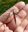 Ranatre (Rana linearis) envol, photo2.