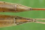 Ranatre (Rana linearis), dimorphisme sexuel.