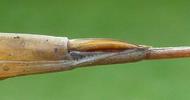 Ranatre (Ranatra linearis), tarière en position repliée.