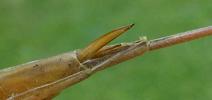 Ranatre (Ranatra linearis), tarière avec vue sur les pièces génitales.
