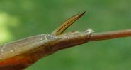 Ranatre (Ranatra linearis), vue sur la gouttière interne de la tarière.