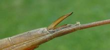 Ranatre (Ranatra linearis), tarière  en position "active"