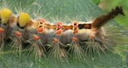 Bombyx antique ou Bombyx étoilé (Orgyia antiqua), chenille,  détail, photo 1