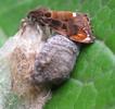La Soucieuse (Orgyia recens), accouplement, photo 1.