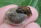 La Soucieuse (Orgyia recens), accouplement, photo 2.