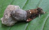 La Soucieuse (Orgyia recens), accouplement, photo 3.