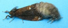 La Soucieuse (Orgyia recens), accouplement, photo 4.