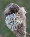 La Soucieuse (Orgyia recens),  femelle à pondre.