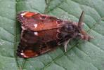 La Soucieuse (Orgyia recens), mâle, photo 1.
