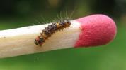 La Soucieuse (Orgyia recens), chenille,  stade 1, photo 2.