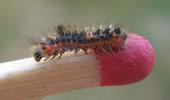 La Soucieuse (Orgyia recens), chenille,  stade 2, photo 1.
