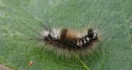 La Soucieuse (Orgyia recens), chenille,  stade 3, photo 2.