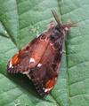 La Soucieuse (Orgyia recens), mâle, photo 2.