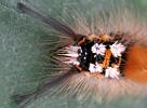 La Soucieuse (Orgyia recens), chenille,  détail, photo 1