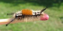 La Soucieuse (Orgyia recens), chenille,  stade 5, photo 1