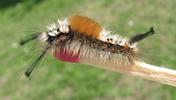 La Soucieuse (Orgyia recens), chenille,  stade 5, photo 2.