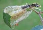 La Soucieuse (Orgyia recens), cocon, photo 3.