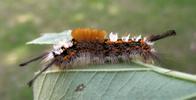 La Soucieuse (Orgyia recens), chenille,  stade 5, photo 3.