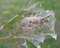 La Soucieuse (Orgyia recens), cocon, photo 1.