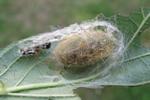 La Soucieuse (Orgyia recens), cocon, photo 2.