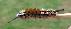 La Soucieuse (Orgyia recens), chenille, photo 2.