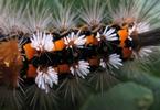La Soucieuse (Orgyia recens), chenille,  détail, photo 2.