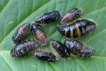 La Soucieuse (Orgyia recens),  chrysalides , photo 1.