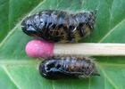 La Soucieuse (Orgyia recens),  chrysalides , photo 2.