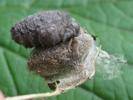 La Soucieuse (Orgyia recens), femelle sur son cocon.