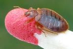 Punaise des lits (Cimex lectularius), adulte sur allumette étalon.