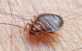 Punaise des lits (Cimex lectularius), à déjeuner !