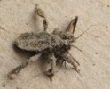 Reduve masque (Reduvius personatus), larve mangeant un insecte, photo 1
