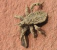 Reduve masque (Reduvius personatus), larve mangeant un insecte, photo 2.