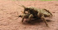 Reduve masque (Reduvius personatus), larve mangeant un insecte, photo 3.