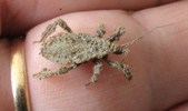 Reduve masque (Reduvius personatus), larve en main, photo 1.