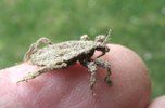 Reduve masque (Reduvius personatus), larve en main, photo 3.