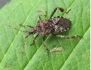 Punaise americaine (Leptoglossus occidentalis), adulte, photo 1.